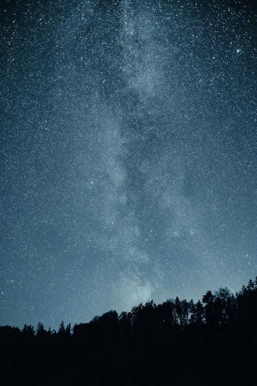 Star Field in Night Sky over Silhouette of Forest