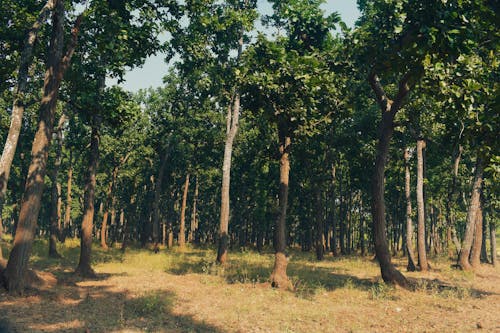 Green Trees in Forest