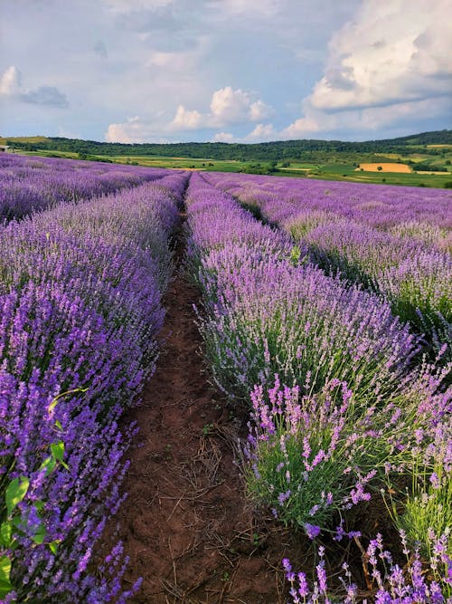 Kostnadsfri bild av blomma, blommande lavendel, blommigt paradis