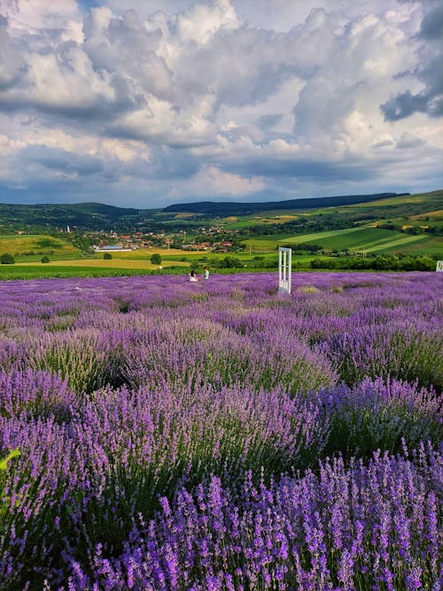 Kostnadsfri bild av blomma, blommande lavendel, blommigt paradis