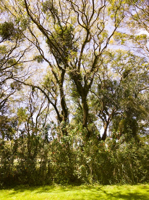 Imagine de stoc gratuită din arbori, arbuști, câmp