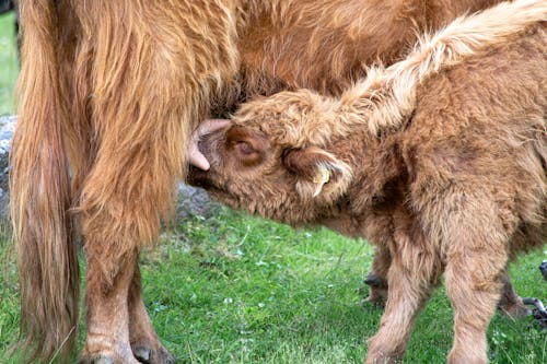 A Highland Cow Feeding the Calf 