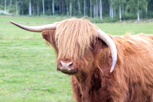 Close-up of a Highland Cow on a Pasture 