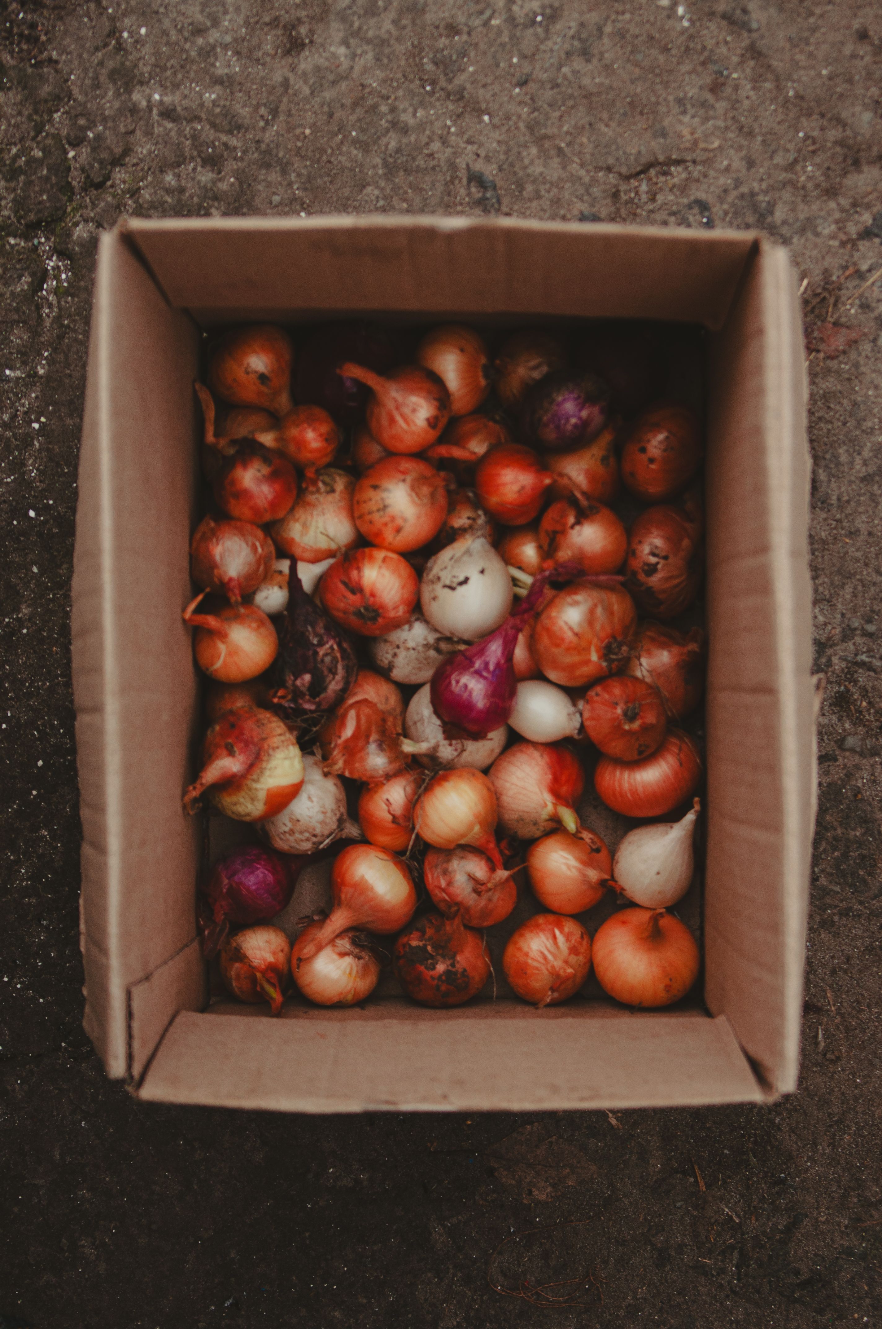 Top view of assorted onions in a cardboard box on rustic ground.