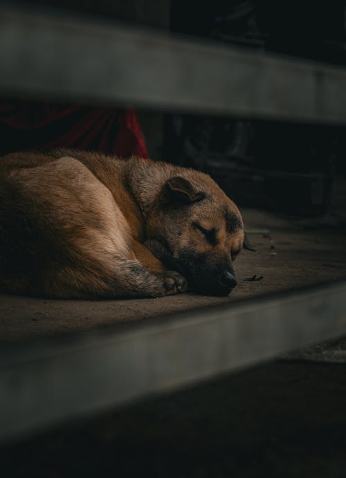 Free Close-up of a Puppy Sleeping on the Floor Stock Photo