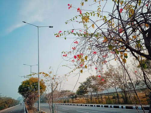 Foto stok gratis bunga yang indah, cabang, jalan raya