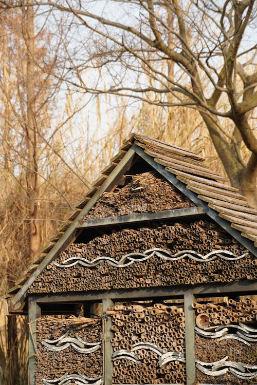 Imagine de stoc gratuită din arbori, cădere, casa pentru insecte