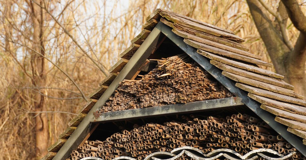 House Up Insect A House for Insects in a Park · Free Stock Photo