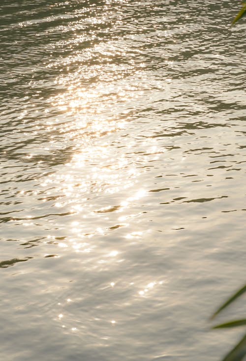 View of a Water Surface Reflecting the Sunlight