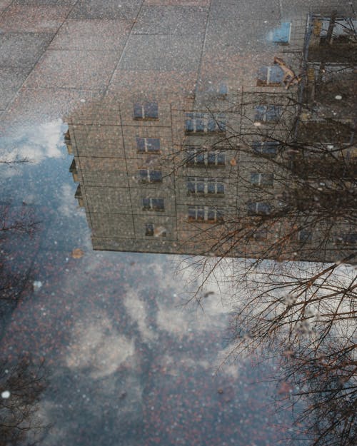 Tree and Building Reflection in Puddle