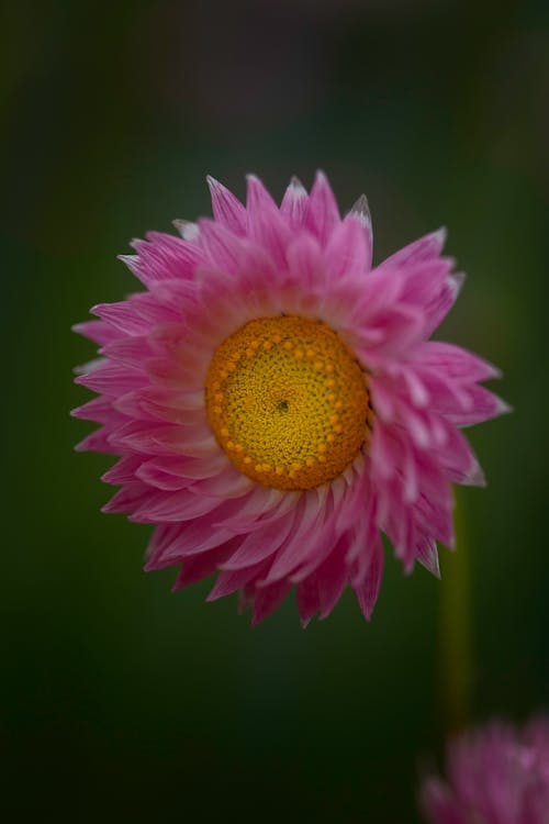 Безкоштовне стокове фото на тему «helichrysum, вертикальні постріл, вічна квітка»