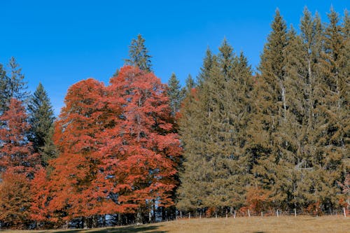 Scenic View of a Meadow and Autumnal Trees under Blue Sky