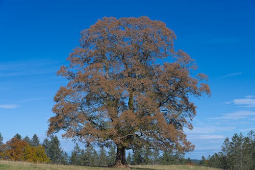 Imagine de stoc gratuită din arbore, cer senin, la țară