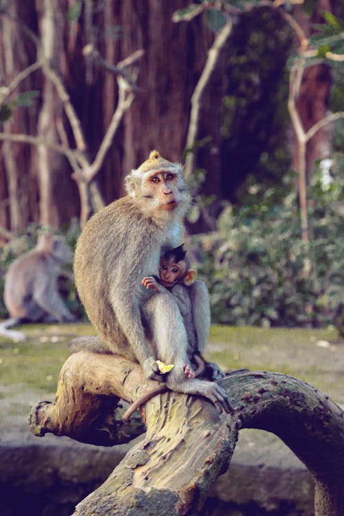 Gratis stockfoto met aap, babyaapje, Bali