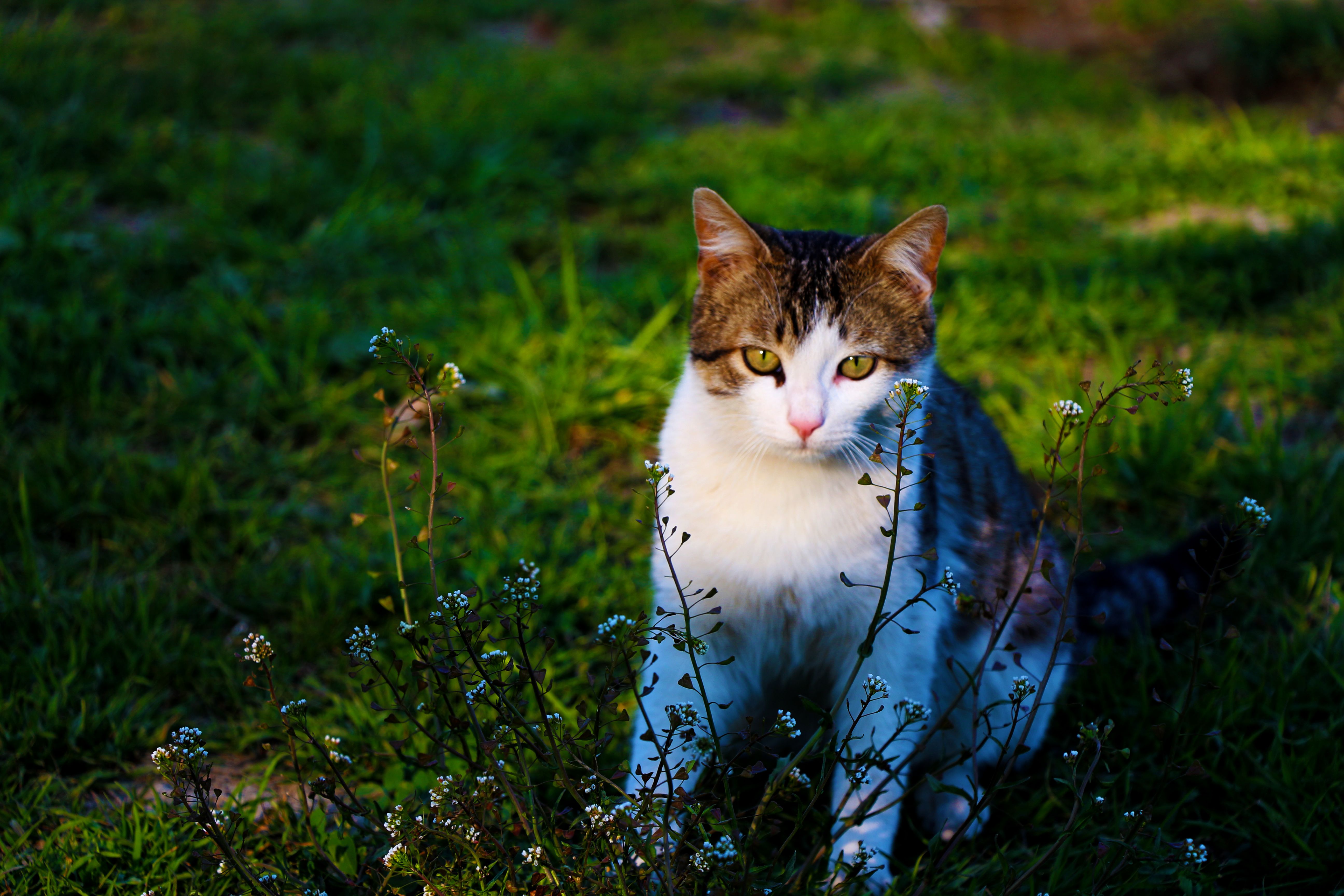 Photo of a Cat Sitting on the Grass · Free Stock Photo