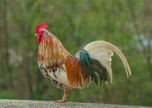 Portrait of a Rooster Standing Outdoors