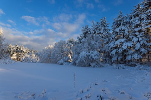 Photos gratuites de hiver, massachusetts, nature