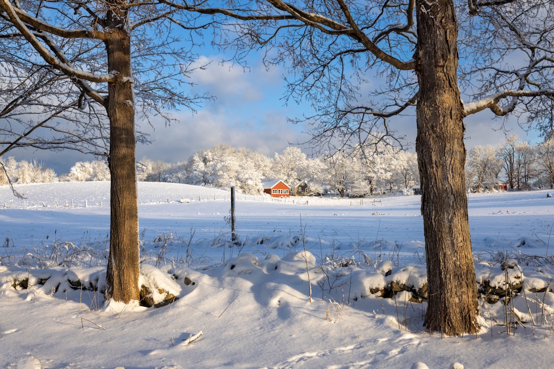 Scenic Winter Landscape of a Field and Frosty Trees 