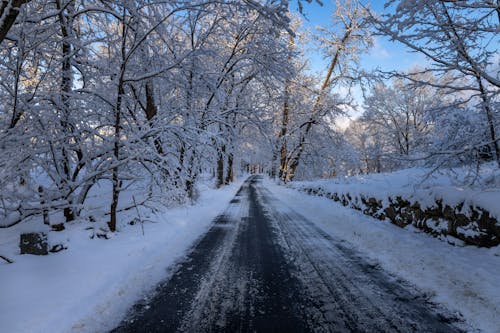View of a Road and Trees Covered in Snow 