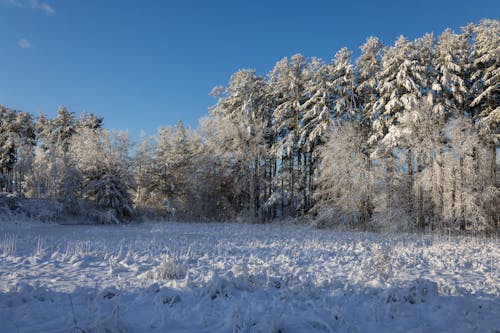 Gratis stockfoto met bevroren, blauwe lucht, bomen