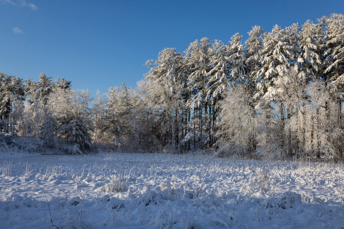 Imagine de stoc gratuită din arbori, câmp, cer albastru