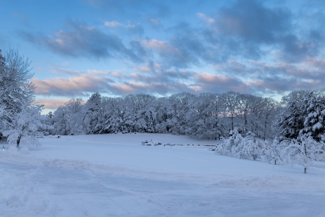 シーズン, 冬, 夕暮れの無料の写真素材