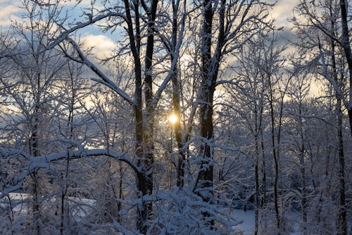 Photos gratuites de hiver, massachusetts, nature