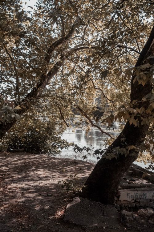 Free Tranquil lakeside scene with autumn foliage casting shadows on the water. Stock Photo