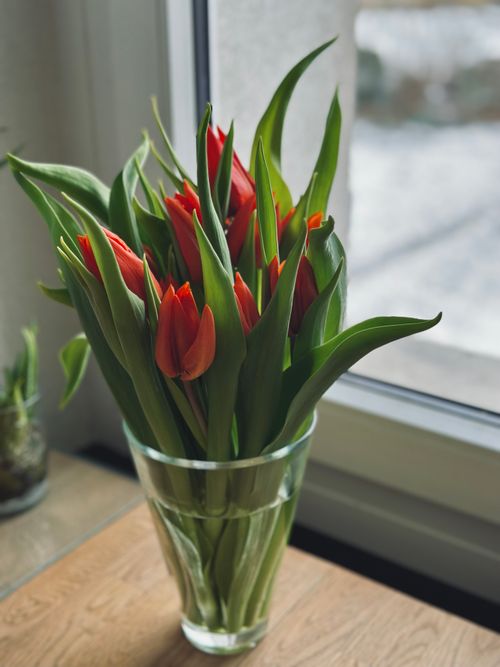 Free A vibrant bouquet of red tulips elegantly arranged in a glass vase beside a window. Stock Photo
