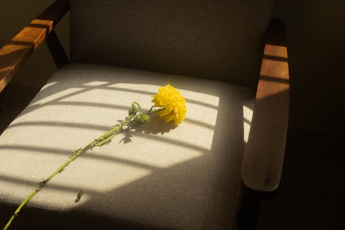 Yellow Blooming Flower Lying on a Chair