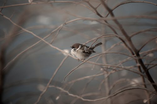 Sparrow Perching on a Leafless Twig
