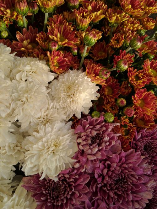 Free Flowers Stock Photo