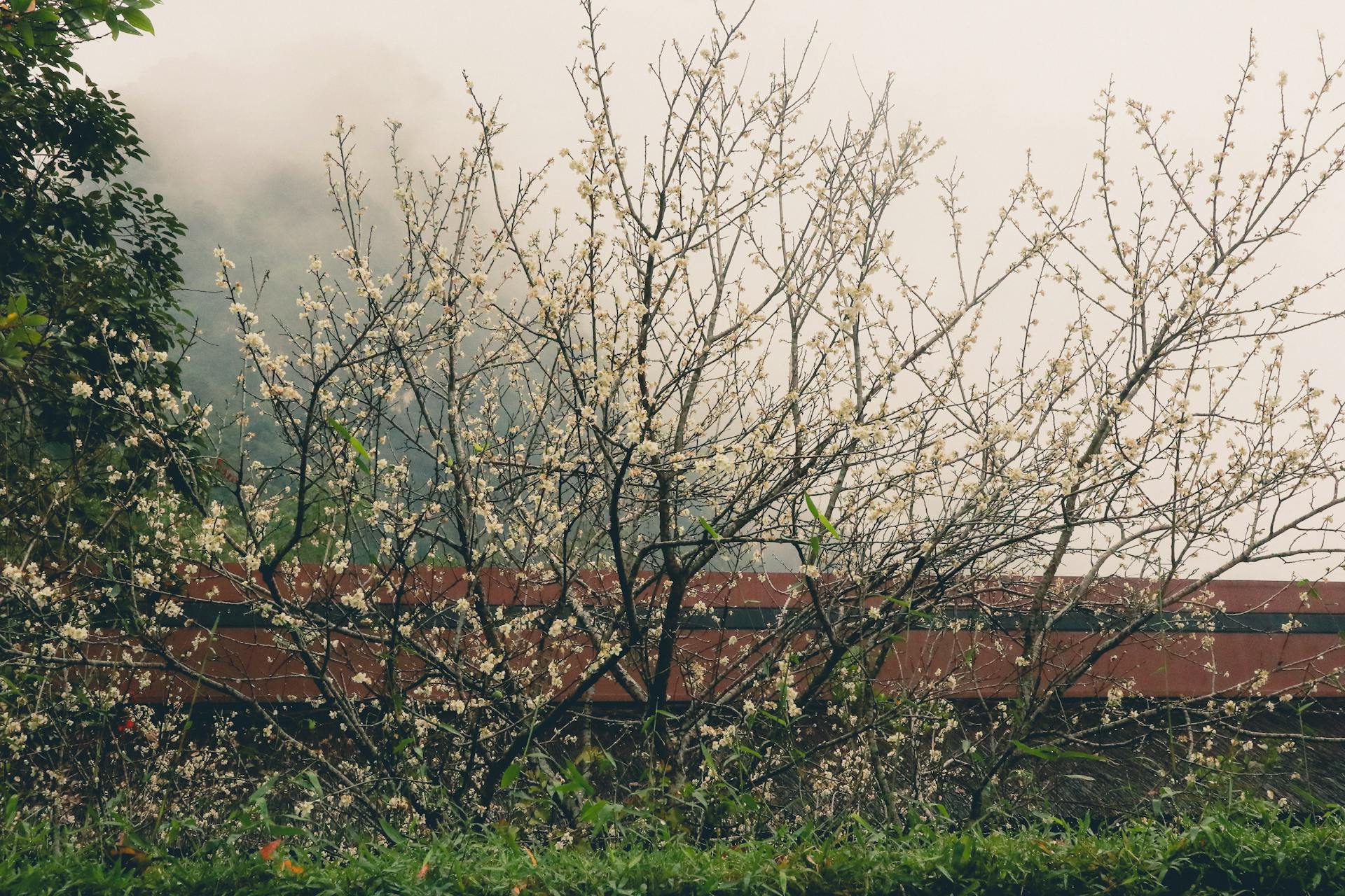 A blossoming plum tree with delicate flowers in a misty Vietnamese landscape.