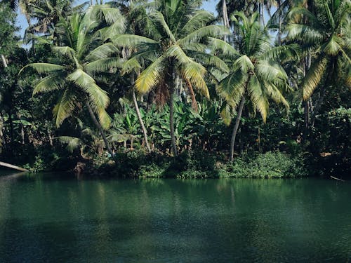 Palms along a Green River