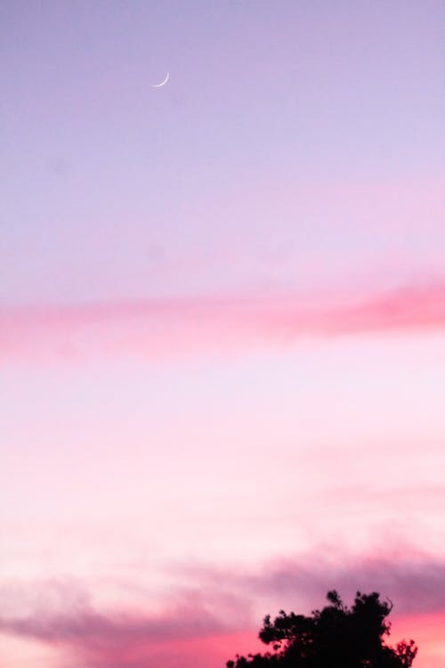 Foto d'estoc gratuïta de arbre, atmosfèric, cel rosat