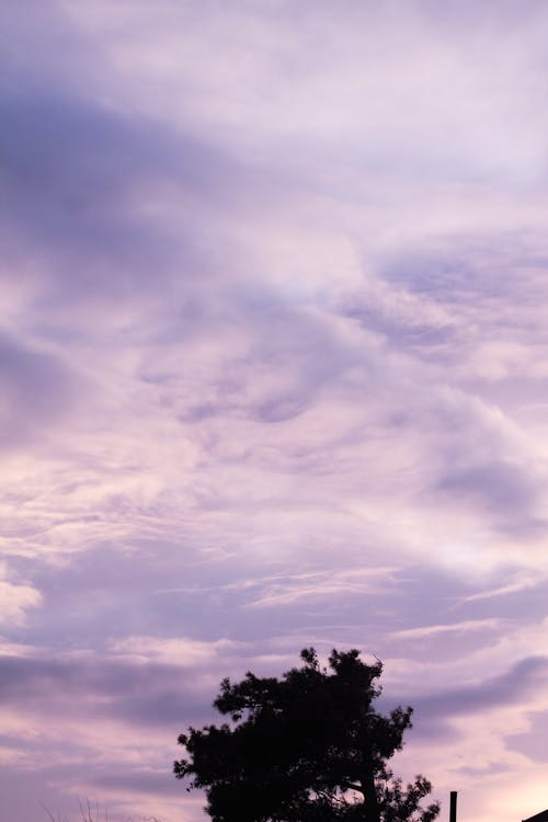 天空, 樹, 紫羅蘭 的 免费素材图片