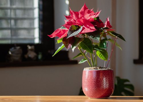 Free Bright red poinsettia plant in a textured red pot on a sunlit table indoors. Stock Photo