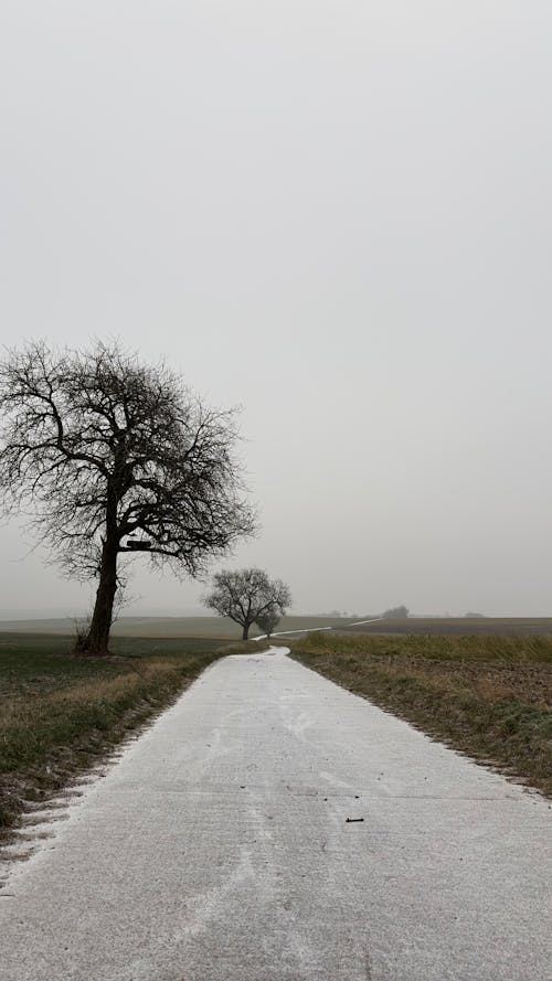 Foto profissional grátis de áreas, árvores, estrada