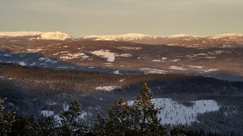 Gratis lagerfoto af atmosfærisk scene, bare træer, barskt landskab