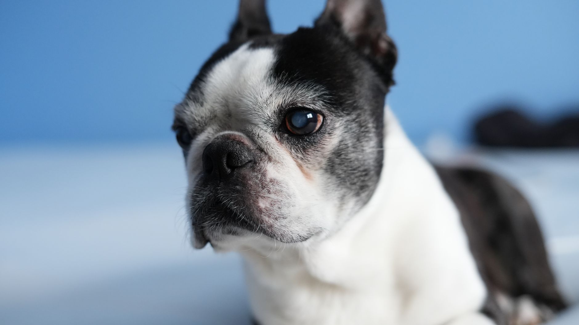 Close-up shot of a Boston Terrier dog lying down against a blue background.