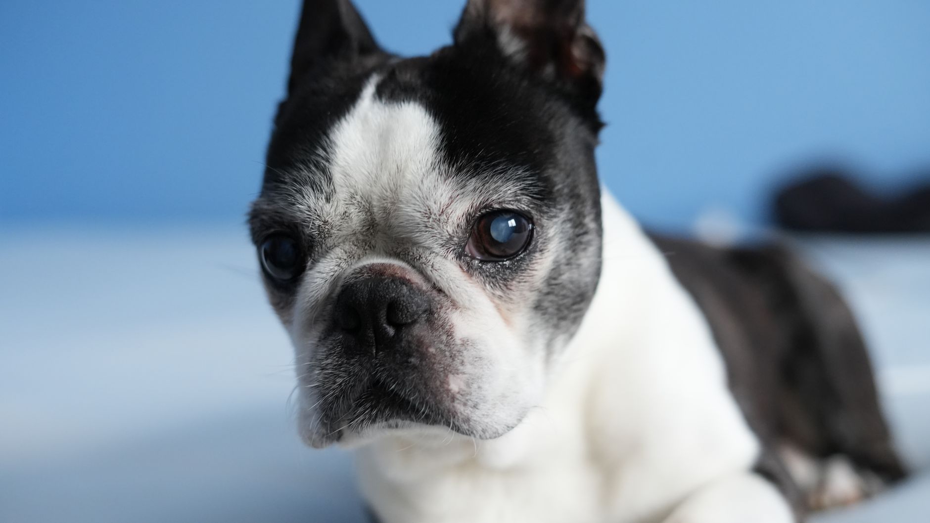 Adorable Boston Terrier dog lying down, captured in a close-up shot with a blue background.