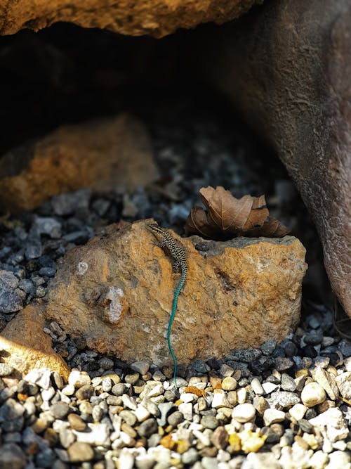 Small Lizard on Rock