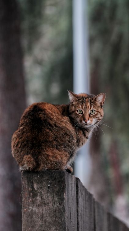 Cat Sitting on a Wooden Fence · Free Stock Photo