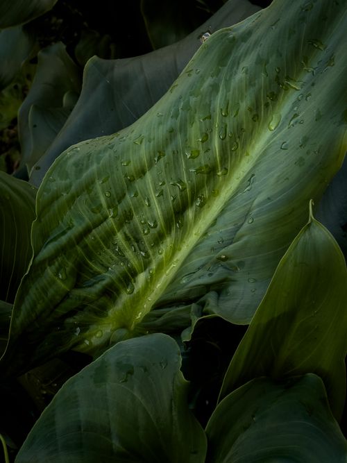 Free Close-up shot of a vibrant green leaf with droplets, showcasing nature's beauty and freshness. Stock Photo