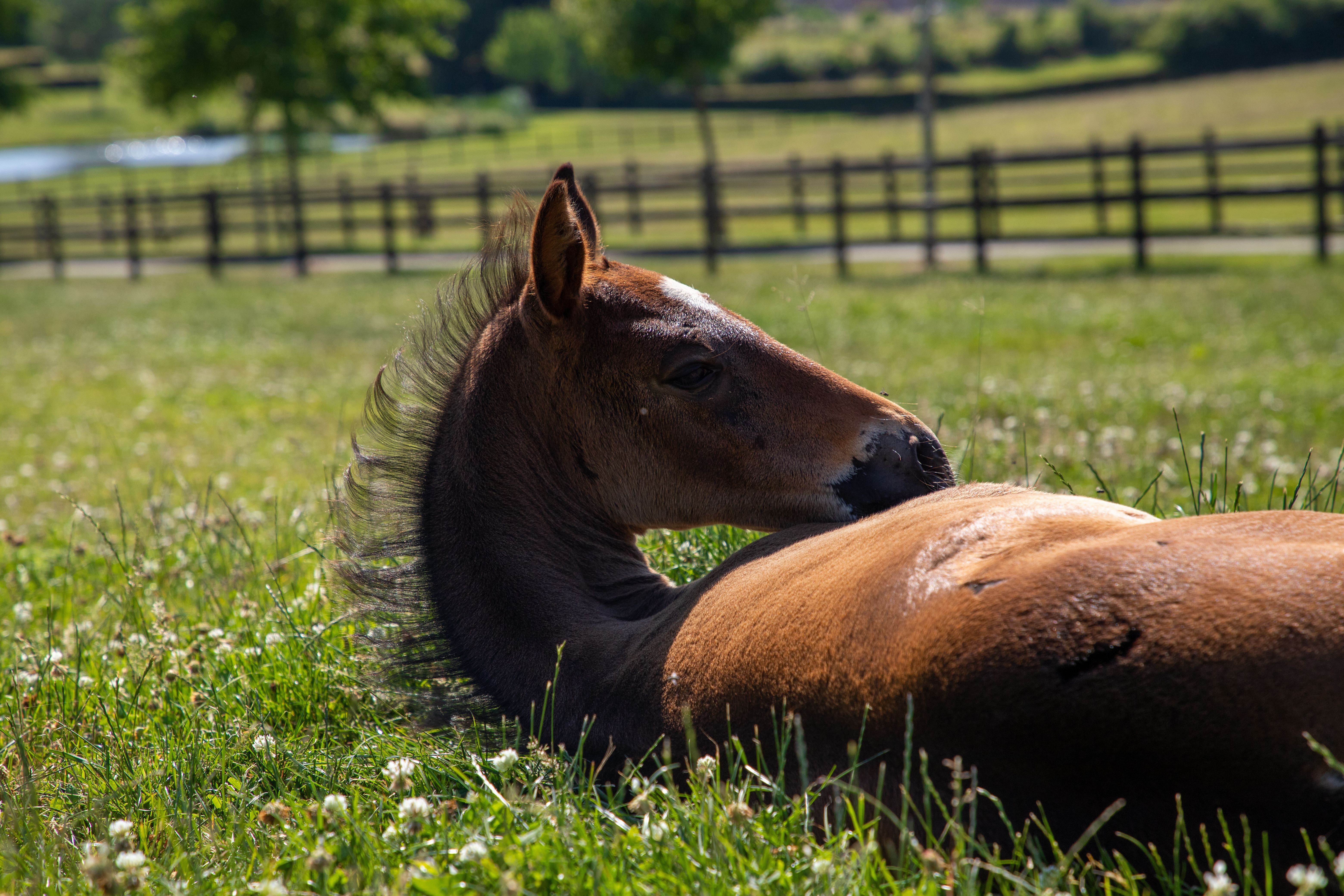 A young foal lies peacefully in a sunny pasture, surrounded by lush greenery and a wooden fence.