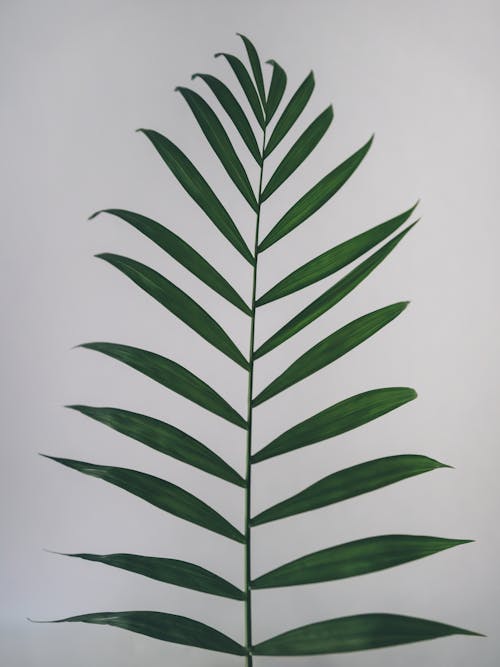 One stem of a Parlor Palm plant also known as Chamaedorea Elegans or Neanthe Bella Palm placed vertically and isolated on a white background