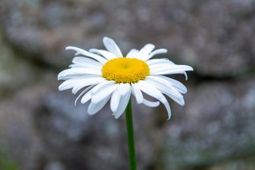 คลังภาพถ่ายฟรี ของ กลีบดอกสีขาว, ดอกคาโมไมล์, ต้นไม้