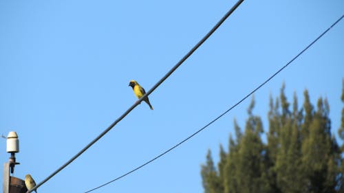 Foto stok gratis burung, langit biru