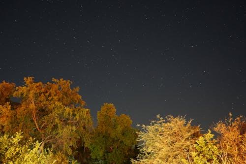 나무, 맑은 하늘, 밤의 무료 스톡 사진