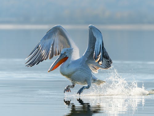 Základová fotografie zdarma na téma akce, divoký, fotografie divoké přírody